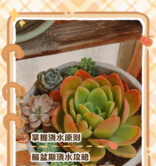 如何正确浇透植物的技巧和方法是什么？