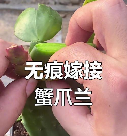 仙人掌嫁接蟹爪兰的方法和步骤是什么？