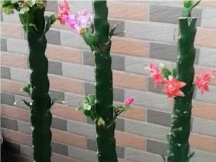 仙人掌嫁接蟹爪兰的方法和步骤是什么？