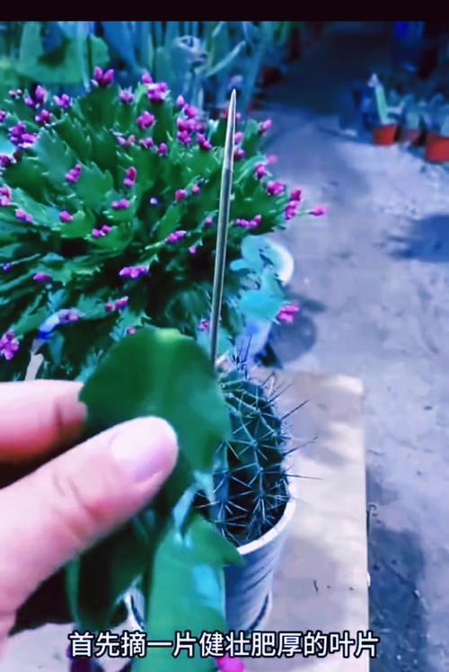 仙人掌嫁接蟹爪兰的方法和步骤是什么？