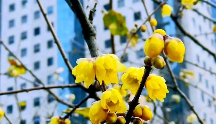 春节什么花开？春节赏花指南有哪些推荐？