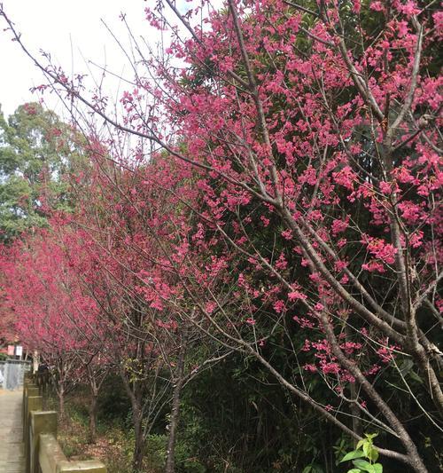 春节什么花开？春节赏花指南有哪些推荐？