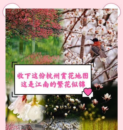 春节什么花开？春节赏花指南有哪些推荐？