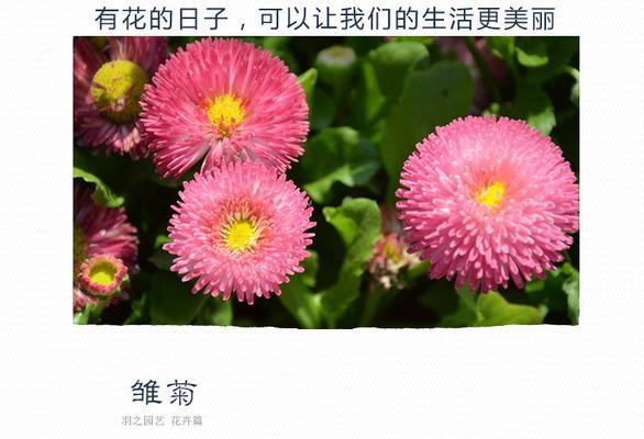 雏菊有哪些品种？如何选择最佳的雏菊品种？