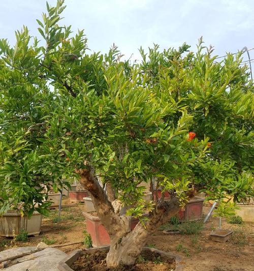石榴盆景的种植方法是什么？如何确保石榴盆景的健康成长？