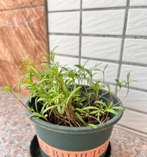 波斯菊种植需要注意什么？如何提高波斯菊的成活率？