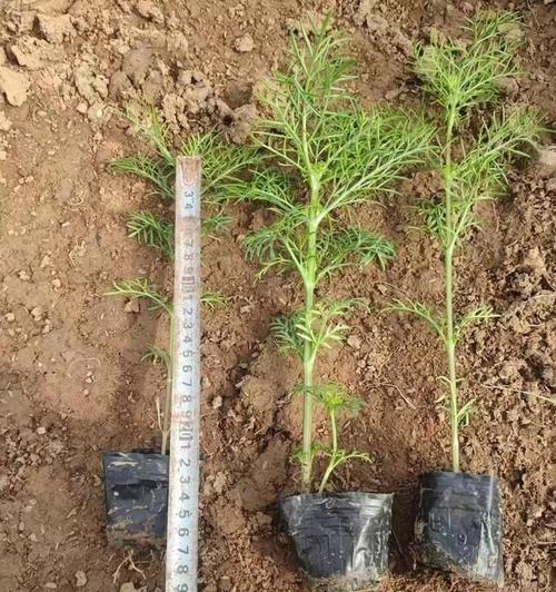 波斯菊种植需要注意什么？如何提高波斯菊的成活率？
