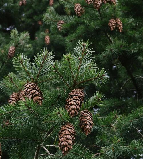 雪松种植方法？如何确保其良好生长？