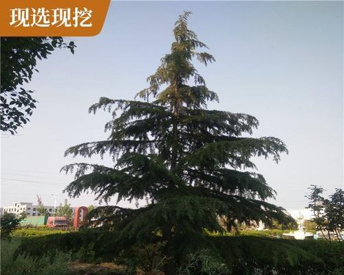 雪松种植方法？如何确保其良好生长？