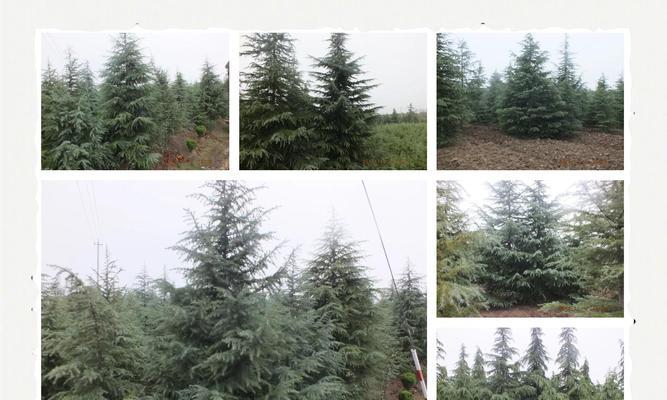 雪松种植方法？如何确保其良好生长？
