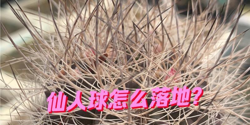 仙人球生根的正确步骤和技巧是什么？