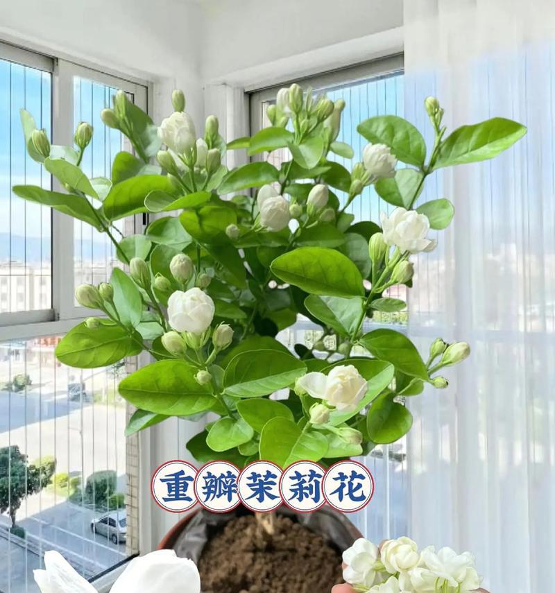 盆栽茉莉的步骤是什么？如何保证盆栽茉莉的健康生长？