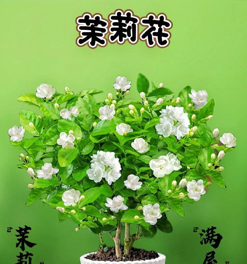 盆栽茉莉的步骤是什么？如何保证盆栽茉莉的健康生长？