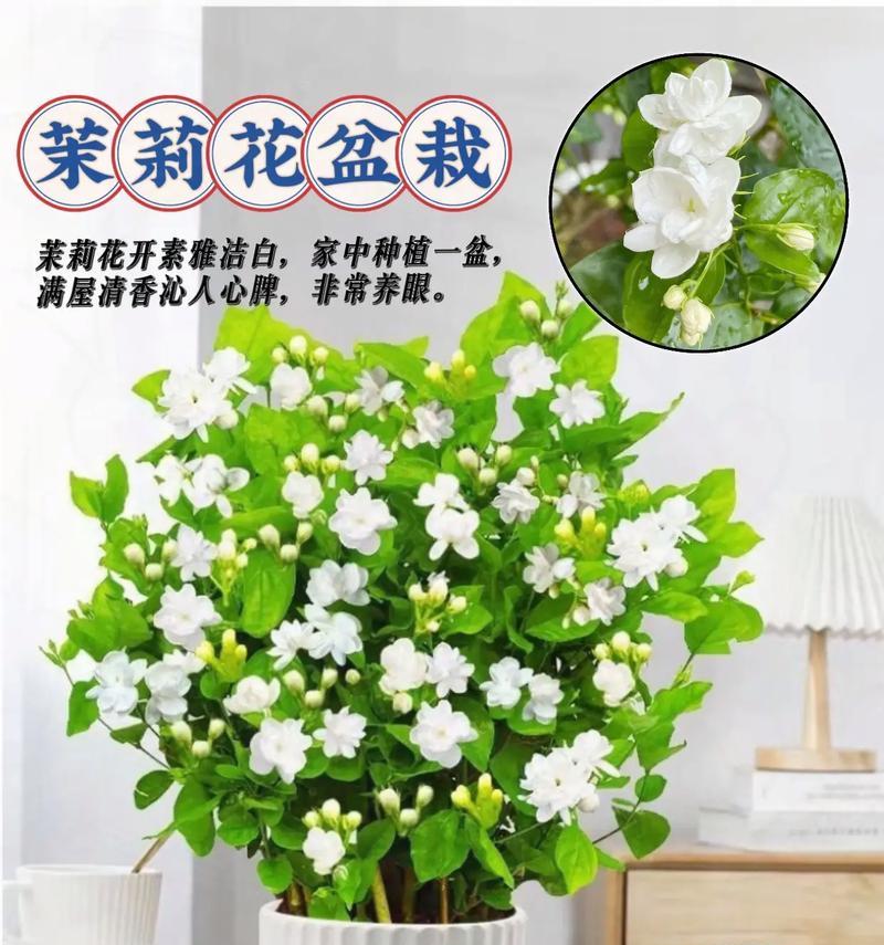 盆栽茉莉的步骤是什么？如何保证盆栽茉莉的健康生长？