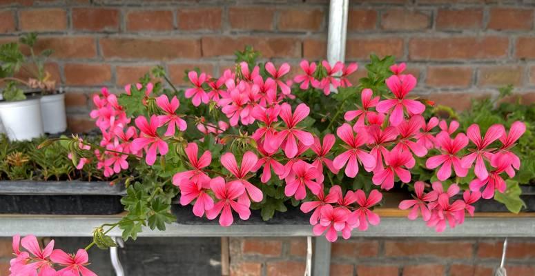 煤渣适合种植哪些花卉？
