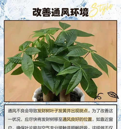 发财树叶变黄的原因及解决方法是什么？