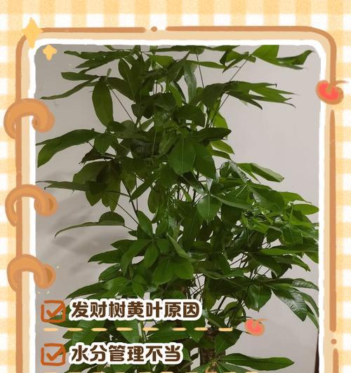 发财树叶变黄的原因及解决方法是什么？