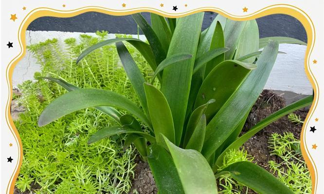 矾根种植需要注意什么？