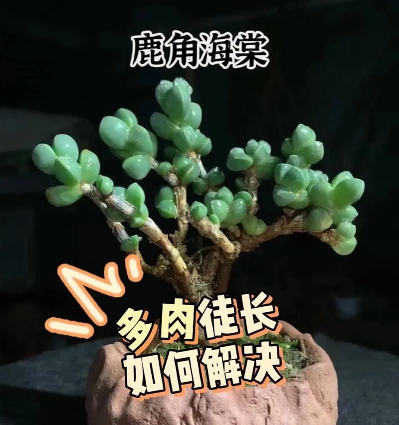 关于植物的知识有哪些？如何正确种植和养护？