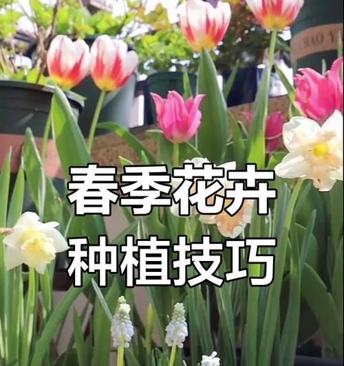 关于植物的知识有哪些？如何正确种植和养护？