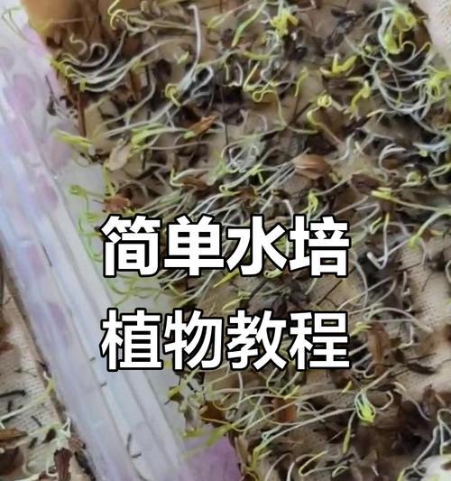 关于植物的知识有哪些？如何正确种植和养护？