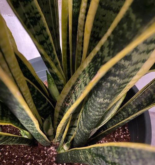 虎及兰种植步骤是什么？
