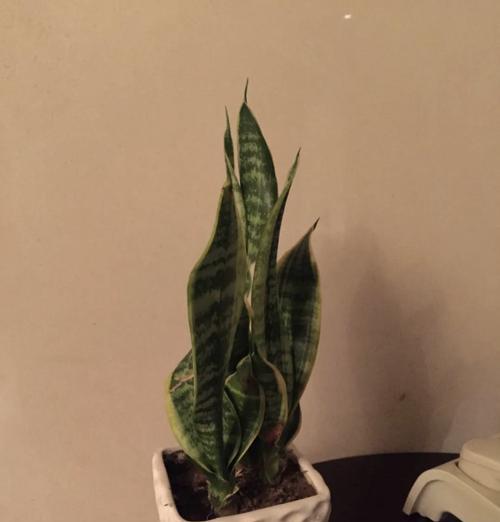 虎及兰种植步骤是什么？