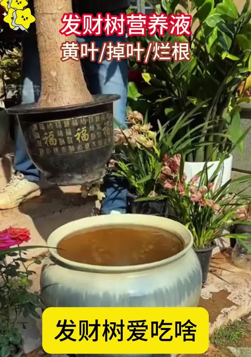 松土对植物有什么好处？