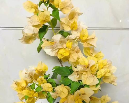 家养绿叶植物种类有哪些推荐？