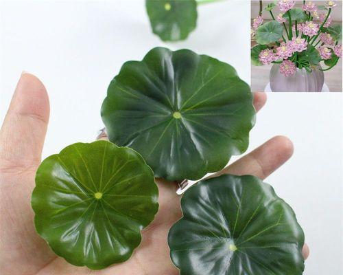 家养绿叶植物种类有哪些推荐？