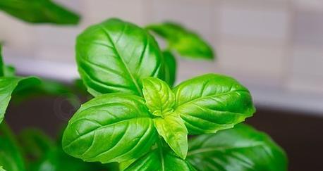 家养绿叶植物种类有哪些推荐？