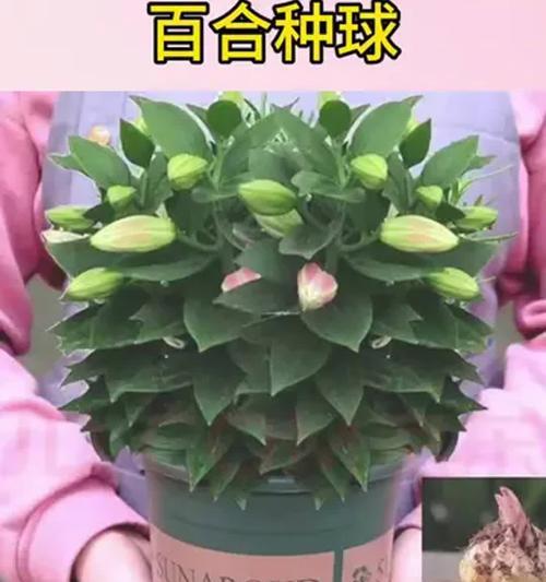 盆栽百合花的养殖方法有哪些？
