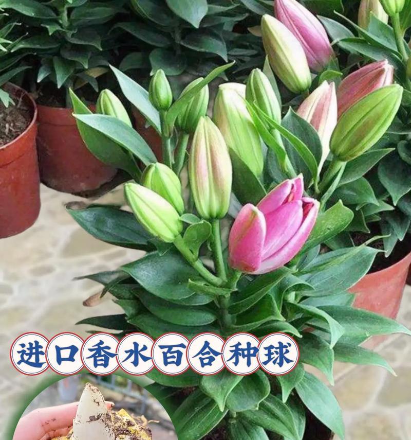 盆栽百合花的养殖方法有哪些？