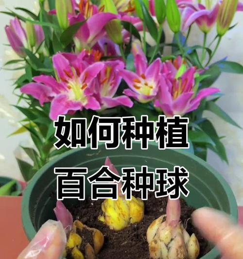 盆栽百合花的养殖方法有哪些？