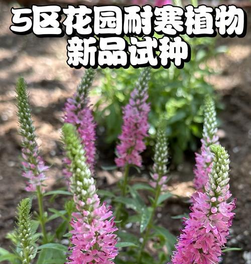 北京适合种植哪些植物品种？北京植物品种的挑选技巧是什么？