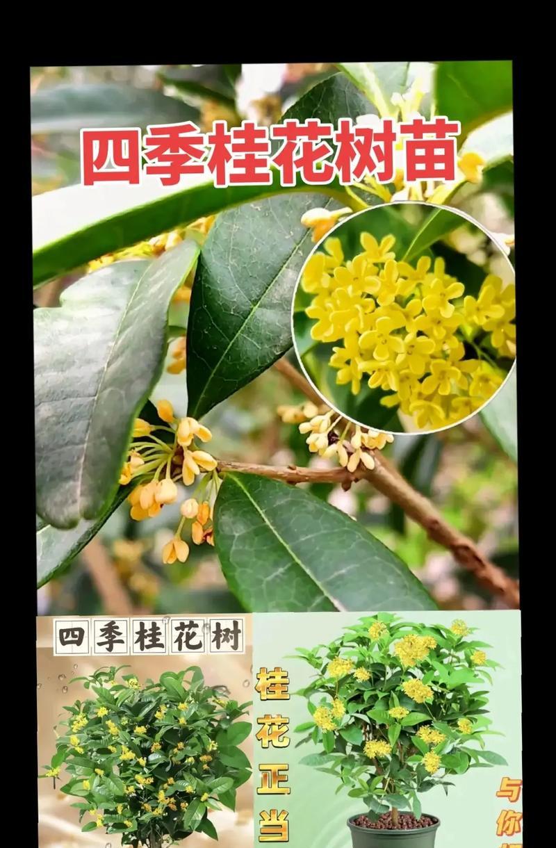 桂花在北方种植的难点是什么？如何克服？