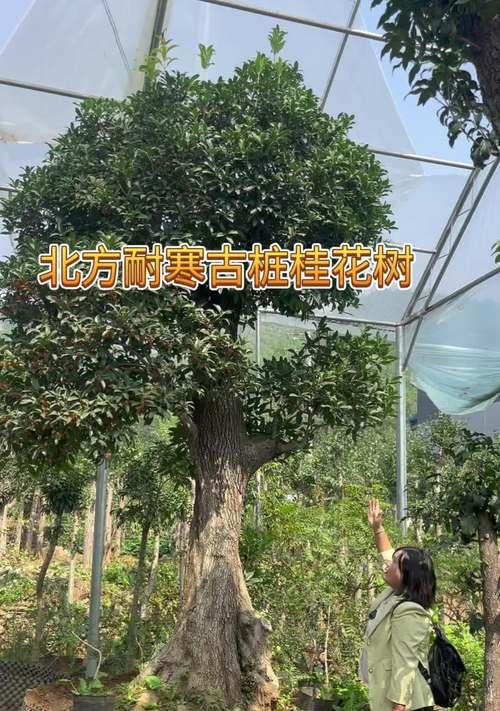 桂花在北方种植的难点是什么？如何克服？