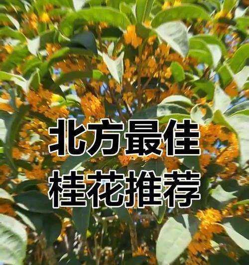 桂花在北方种植的难点是什么？如何克服？