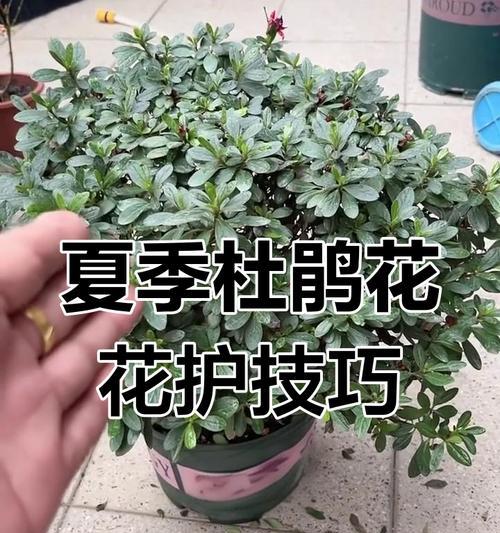 杜鹃小苗的培育技巧有哪些？怎样避免杜鹃小苗枯萎？