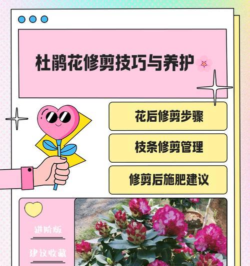 杜鹃小苗的培育技巧有哪些？怎样避免杜鹃小苗枯萎？