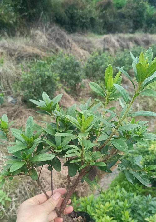 杜鹃小苗的培育技巧有哪些？怎样避免杜鹃小苗枯萎？