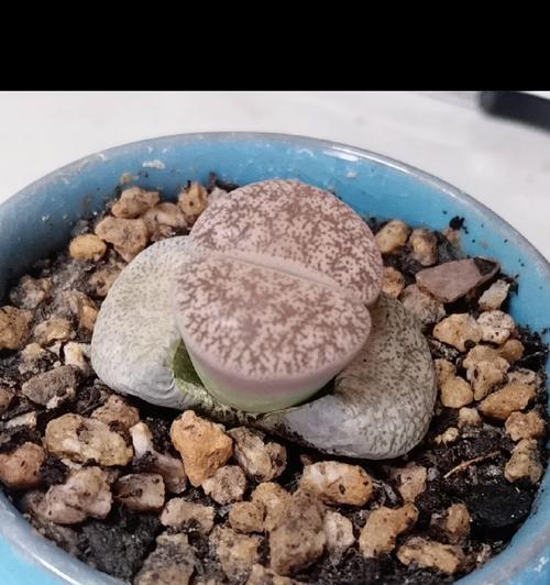 生石花徒长问题如何解决？有哪些有效方法？