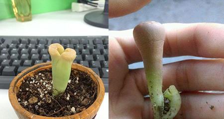 生石花徒长问题如何解决？有哪些有效方法？