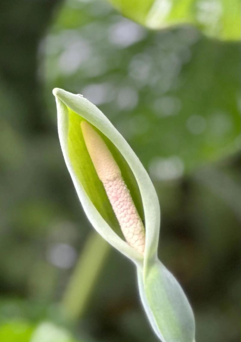 天南星科的植物有哪些？天南星科植物的养护要点？