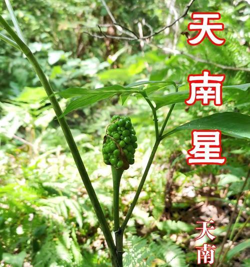天南星科的植物有哪些？天南星科植物的养护要点？