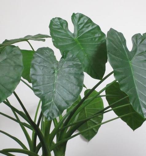 天南星科的植物有哪些？天南星科植物的养护要点？