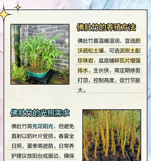 小竹子的养殖方法和注意事项是什么？