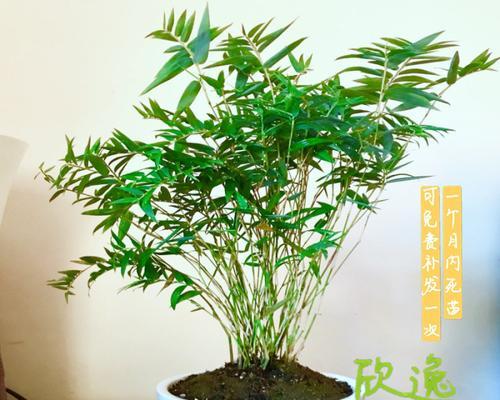 小竹子的养殖方法和注意事项是什么？