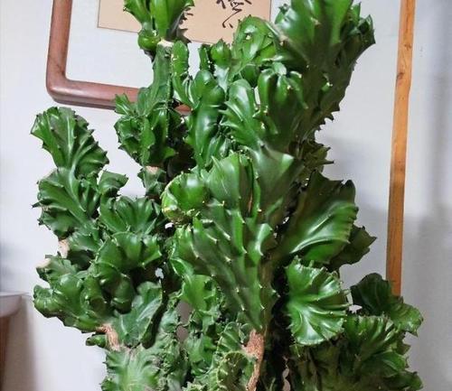 玉麒麟养殖的秘诀是什么？怎样才能养出好的玉麒麟？