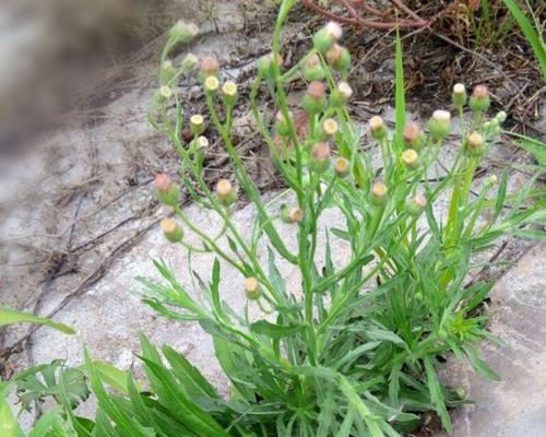 宿根植物的定义是什么？宿根植物有哪些特点？
